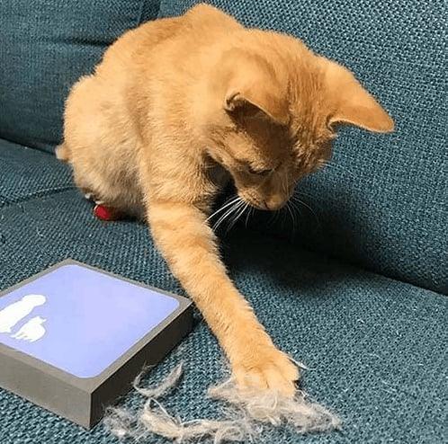 Easy Pet Hair Cleaner - dressowy