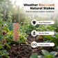 🪴🪴Last Day Sale 49% OFF-Copper Spiral Antenna Plant Stakes🌻🌻